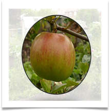 CS Allotment 2 - Carol Sparkes